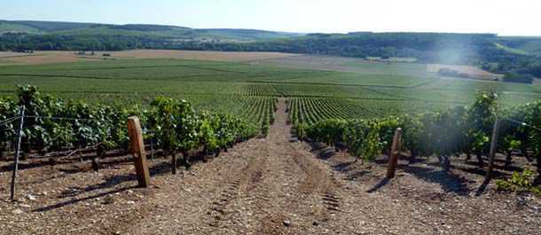 Côteaux de Fourchaume