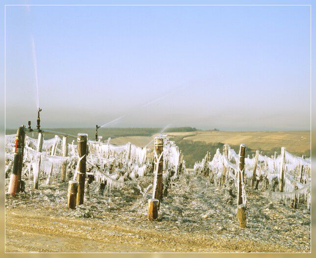 Vignes gelées